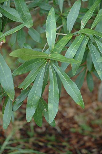 Laurel Oak Tree | Quercus Laurifolia Swamp Oak | 10 Live Plants | Semi-Evergreen Deciduous Shade Tree #TOP2