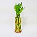 Lucky Bamboo Stalks with Shoots, 6