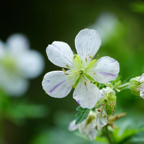 semillas resistentes de geranio - decorativas para balcón de cobertura del 50pcs