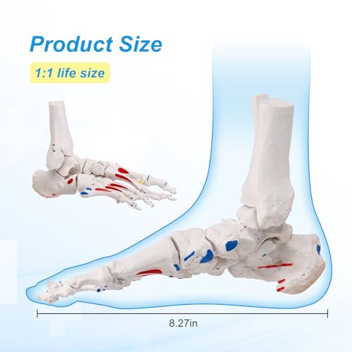 JNMFTD Foot Skeleton Model On Elastic,W/Tibia-Fibula Stump Strung Elastic Bungee Muscle Insertions & Origins with Product Manual Card Wooden Base for Kinematics Podiatrist Orthotisit Physiotherapist