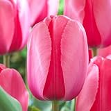 Votaniki Jumbo Pink Tulip - Long Lasting Blooms, Pink Impression Darwin Hybrid Tulip 'Jumbo' Flower Bulbs | Stunning Spring Blooming Perennial - Easy to Grow (50 Pack)