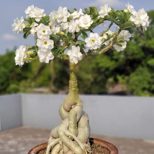 YOKEBOM White Desert Rose Seedlings