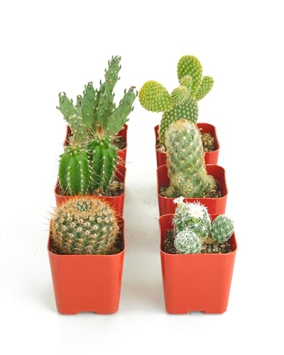 Shop Succulents | Can't Touch This! Collection of Live Cacti, Hand Selected Variety Pack | Collection of 4 in 2