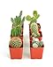 Shop Succulents Touch This 2" Cactus Pack, Collection of 6