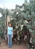 Burbank Spineless Prickly Pear Cactus (Opuntia ficus-Indica) - Live Plant Cutting - Roots Easily - Red Sweet Edible Fruit
