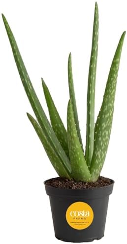 Costa Farms Aloe Vera Plant, Live ...