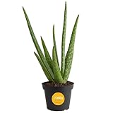 Costa Farms Aloe Vera Plant, Live Succulent, Easy Care Indoor Houseplant in Grower Pot, Room Air Purifier, Tabletop, Office, Desk or Home Décor, Housewarming, Garden Gift, 10-Inches Tall