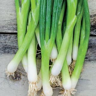 Unusual Rare French Heirloom Heritage Scallion Evergreen White BUNCHING Spring Onion 100 Seeds. Certified French Organic Grower