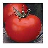 David's Garden Seeds Tomato Slicing Better Boy 9988 (Red) 25 Non-GMO, Hybrid Seeds
