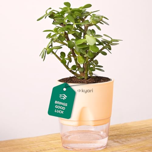 Kyari Good Luck Jade Plant Live Indoor Plant with Cream Self Watering Pot 4 Inch for Home, Office,…