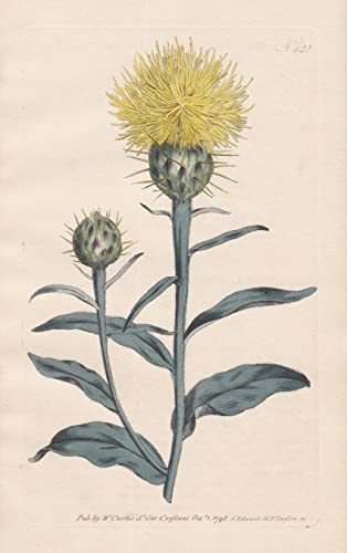 Centaurea Aurea. Golden Centaury, or Knapweed Tab. 421 - macrocephala bighead Flockenblume centory starthistles / South Europe Südeuropa / Pflanze plant / flower flowers Blume Blumen / botanical ...