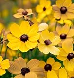 Coreopsis leavenworthii (Leavenworth's Tickseed) Flower Seeds, Long-Lasting Blooms, Highly Attractive to Pollinators, Seeds by MySeeds.Co, You Choose The Amount (Trial Packet Size)