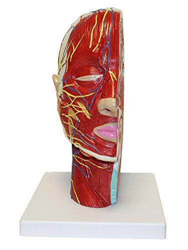 Walter Products B10442 Half Head Model with Musculature, Life Size