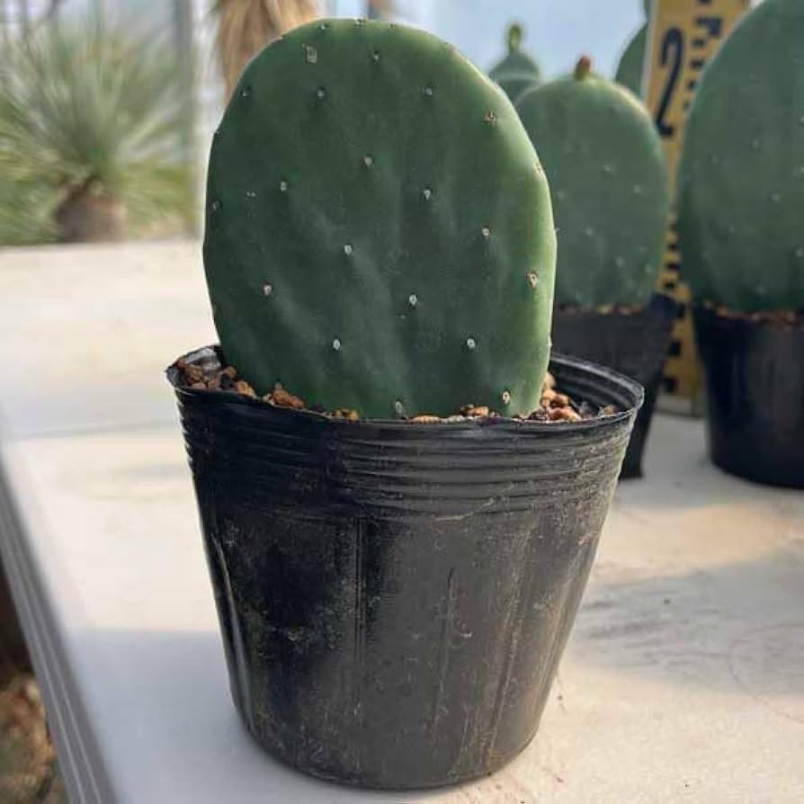 【現品】バーバンク　ウチワサボテン　7号　黒鉢　（2） 楽天市場】【現品・現物】団扇サボテン・バーバンク （バー