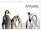 Antarktis - viaje.ch (Wandkalender 2023 DIN A4 quer), Calvendo Monatskalender - © viaje.ch 