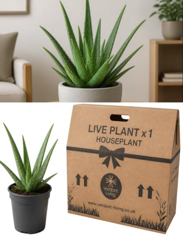 Image of 1 Live Aloe Vera Plant in 1L Nursery Pot – Easy Care Indoor Houseplant