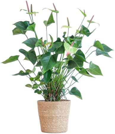 BloomPost Anthurium Jaguar Green - 80 cm + Basket - Indoor Plant - Low Maintenance House Plant - Easy to Grow Home Office Plants - Next Day Free UK Delivery