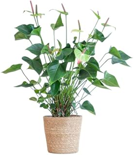 BloomPost Anthurium Jaguar Green - 80 cm + Basket - Indoor Plant - Low Maintenance House Plant - Easy to Grow Home Office Plants - Next Day Free UK Delivery