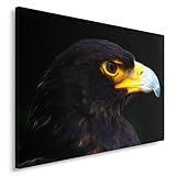 becco aquila di mare Quadro decorativo di alta qualità di stampa su tela canvas resistente, di grammatura 260 g/m2