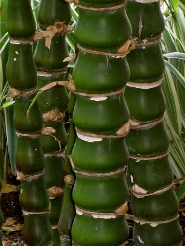 50 Buddah Belly Bamboo Seeds Perennial Ornamental Seed Privacy