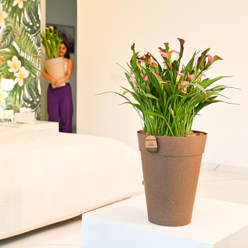 Image of Harshdeep Plant Pots for Home Decor - Rome - Indoor Living Room Balcony Garden Decorative Earth Friendly Round 12 Inch Planters Bamboo and Rice Husk Set of 2 (Black)