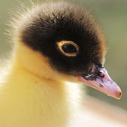 Enten- und Gänse Kükenfutter DuckGold 25kg