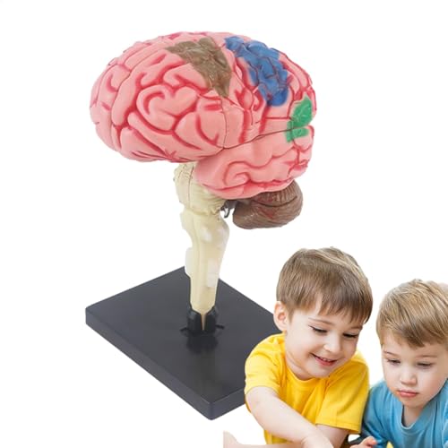 Modello cervello di psicologia - Modello cerebrale per bambini, Modello cerebrale insegnante Modello Med educativo | Cervello arterico codificato a colori, Identificare le funzioni cerebrali, Modello