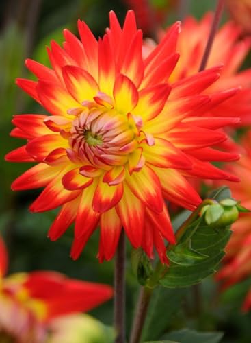 Karma Bon Bini Dahlia image