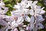 Deutzie 'Mont Rose' 60-100 cm Topf Deutzia...