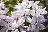 Deutzia 'Mont Rose' 60–100 cm – Winterhart...