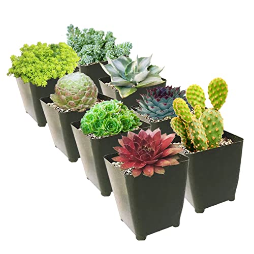 Winter Hardy Succulents Pack | Types Of Cold-Hardy Succulents | Caring For Succulents In Winter (6 Succulents) #TOP2