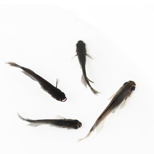 境港改良メダカセット(4匹・2ペア)[sm-CI001][あらしまやメダカ]