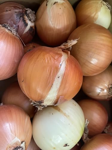 玉ねぎ 訳あり 箱込約10kg以上