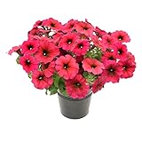 Colores surtidos no elegibles.