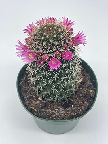 Old Lady Cactus, Old-Lady Pincushion, Mammillaria Hahniana #TOP6