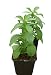 Stevia - 12 Seeds - Organic Heirloom Seed