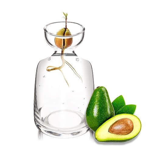 Miczhuoguang Vaso de flor de árvore de semente de abacate - Vaso de vidro de semente de abacate para