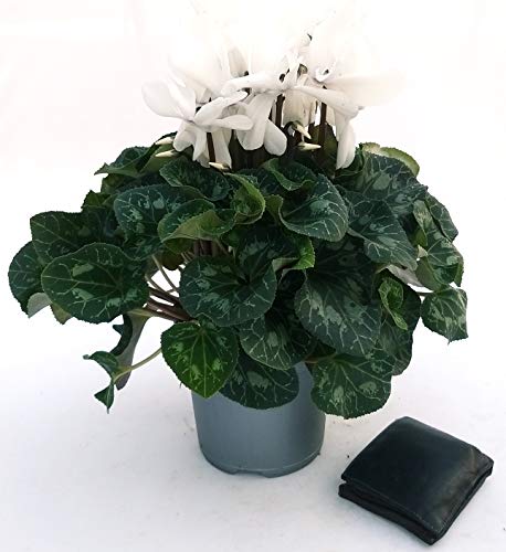 POWERS TO FLOWERS - CICLAMINO XXL GRANDIFLORA BIANCO, vaso 17cm, pianta vera