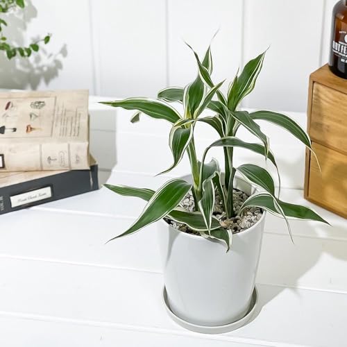 PLANCHU �ϗt�A�� �h���Z�i �T���f���A�[�i �z���C�g 4���� �󂯎M�t�� ��ĕ��������t�� Dracaena sanderiana ��t��N��