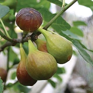 Burpee Chicago Hardy' Fig Fruit, 1 Plant