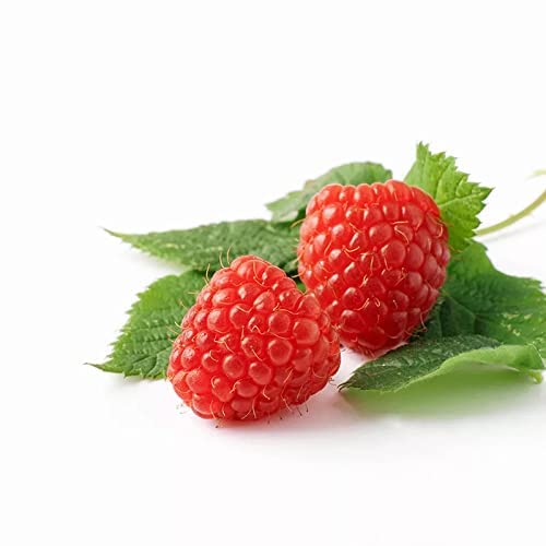 Raspberry Seeds - 2000+ Red Raspberry Seeds For Planting Indoors/Outdoor - Organic Heirloom Fruit Raspberry Seeds #TOP27