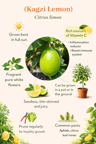Image of REMASLARIC-Baromasi Fresh Kagzi Lemon(Limbo) Fruit Tree Grafted plant || For home garden Lemon tree outdoor indoor plant.