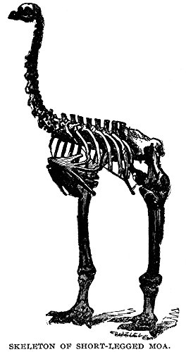 Moa Skeleton Nskeleton Of A Moa (Dinornis) An Extinct Flightless Bird Of New Zealand Wood Engraving Late 19Th Century Poster Print by (18 x 24)