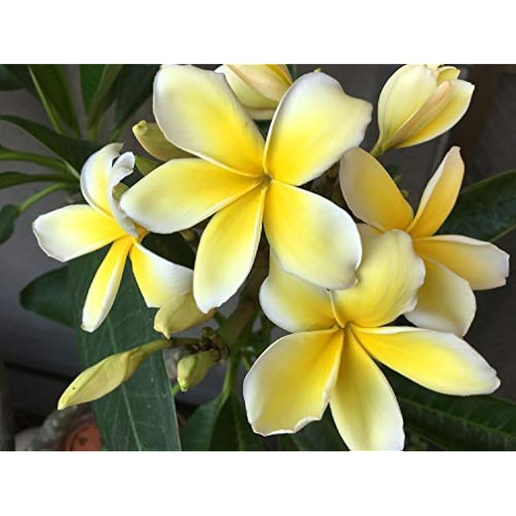 Yellow Plumeria Frangipani Plant Cutting 1 Pk - 10 Long Discount Hawaiian Gifts