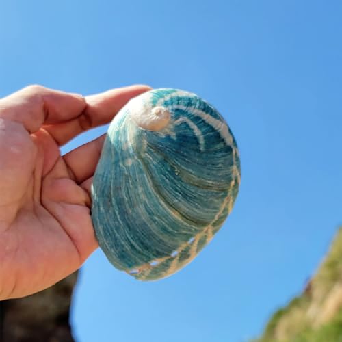 Concha de caracola abulón azul cielo de 10 cm como objeto decorativo 6