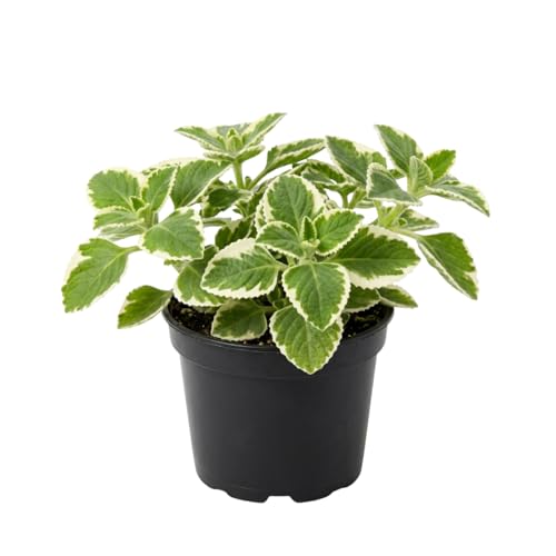 2 Cuban Oregano Plant Live, Vegetable Plants 4 Tall in Pot, Fragrant Herb for Indoor Outdoor Garden (Variegated Cuban Oregano)