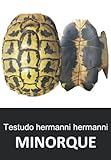 testudo hermanni hermanni oder boettgeri  Testudo hermanni hermanni MINORQUE