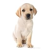 [VKEID] ヤマハレーシングキャップスポーツバイク野球帽フラットつばヒップホップキャップ 帽子 メンズ 夏用 帽子 レディース uvカット 釣り 登山 ガーデニング キャップ レディース 日よけ サファリハット アウトドア ウォーキング テニス 帽子 (C)