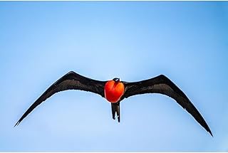 ArtDirect Ecuador-Galapagos National Park-Genovesa Island. Frigatebird male displaying in flight. Unframed Art Print Giclee Poster by Jaynes Gallery - 10x7, 14x9, 20x13, 36x24, 48x32, 60x40 Inches