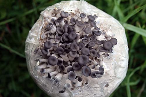 Root Mushroom Farm— Blue Oyster Mushroom Grow Kit/ 3.2 Pounds Log/Multiple Flushes/Everything Included #TOP2